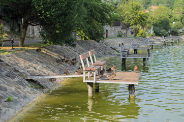 Ducks on a fishing platform for swimming on the Bank lake in Hungary