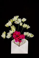 bougainvillea flora local flowers of asia arrangement in white envelope on background white
