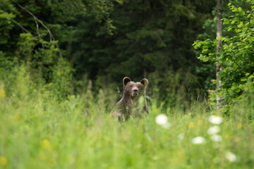 Brown bears in Slovenia. European wildlife nature. Walking in Slovenia. Bear in the forest. 