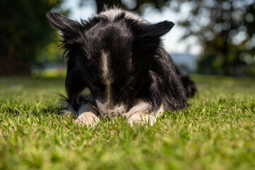 Fototapeta premium Hund schämt sich - Border Collie
