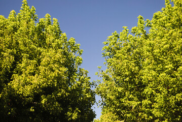 Duas copas de árvores com folhas em forma de V com o céu por trás