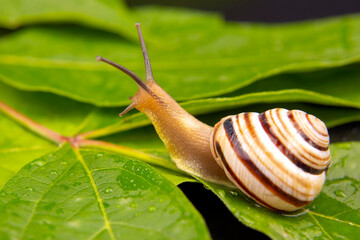Helix pomatia. grape snail crawling on green leaves. mollusc and invertebrate. delicacy meat and gourmet food.