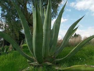 Maguey, aloe vera