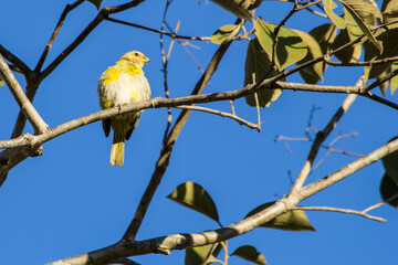 Bird from Serra da Canastra National Park - Minas Gerais - Brazil