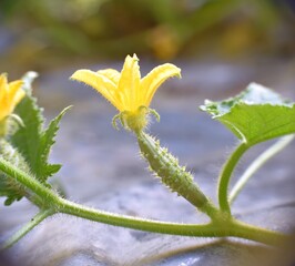 Side view of cucumber flower plant in vegetable garden with biopolymer plastic.