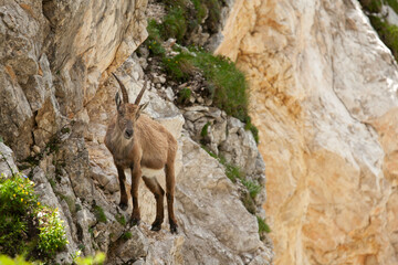 Ibex in the mountains. European wildlife nature. Walking in Slovenia. Get close to ibex. Nature in the Triglav National Park