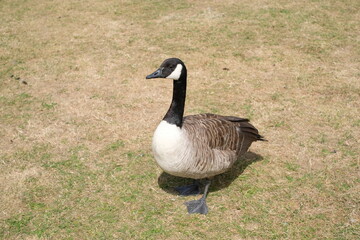 U.K geese