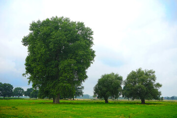 Bäume in einer Wiese, Pappel, Kopfweide, Feuchtwiese im Paderborner Land