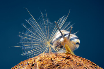 Helix pomatia. grape snail on a coconut on a dark background. mollusc and invertebrate. gourmet protein meat food.