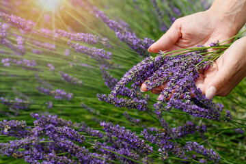 A young woman has freshly cut lavender flowers (Lavandula angustifolia) The flowers of lavender are beautiful purple colors.