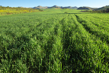 Green Meadow View Of Sicily Agriculture