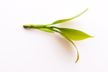 Fresh tea leaves on white