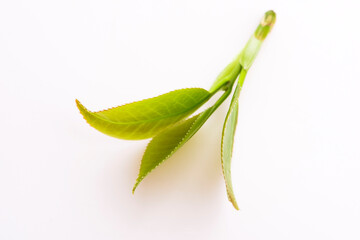 Fresh tea leaves on white