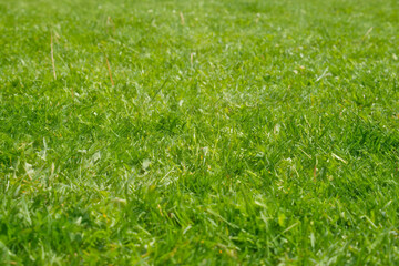 Green grass background