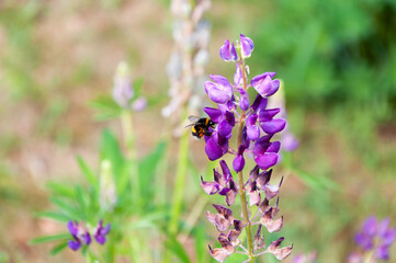 A lupin flower with a bumblebee sitting on it. Close up macro.