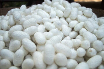 These are many silkworm (Bombyx Mori) cocoons. This is a natural source of silk before it's processed.Natural yellow cocoon or silkworm nets for background, a source of silk thread and silk fabric
