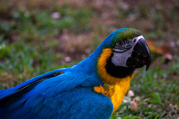 Blue and gold Macaw Ara Ararauna bird  standing on the grass face close up