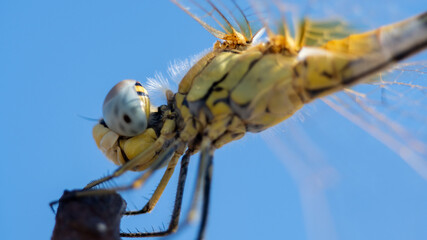 Macro de una libélula bajo un cielo azul claro