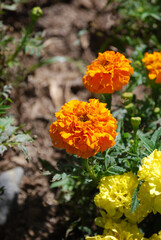 Clavel Flor tropical