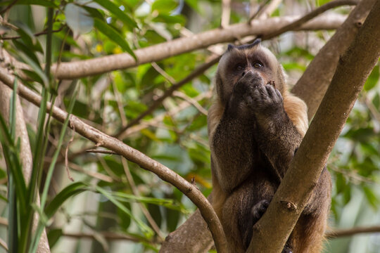 Macaco Prego - Sapajus gender - Mato Grosso - Brazil