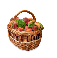 group of orange peaches in a basket on a white background