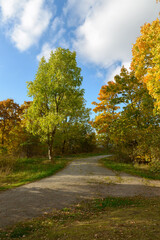 Small pathway leading to green grass and young trees in the park