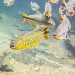 Diving at Salobra river with fishes piraputanga, piau, dourado and others - Nobres - MT - Brazil