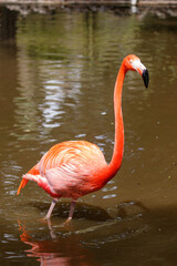 American Flamingo, Everglades National Park, Florida, USA