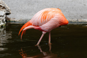 American Flamingo, Everglades National Park, Florida, USA