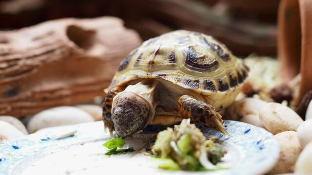 Russian tortoise kid eating grass and vegetable in small garden with macro movie clip.