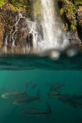 Serra Azul Waterfall - Nobres - Mato Grosso - Brazil