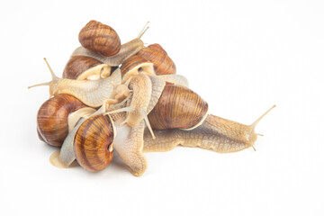 Helix pomatia. grape snail on a white background. mollusc and invertebrate. gourmet protein meat food. communication of the individual in society