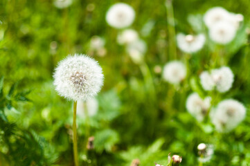 Dandelion seeds in the morning sunlight blowing away across a fresh green background.