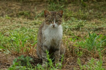 Naklejka na ściany i meble one gray cat sits and looks in the green grass on the street