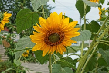 one yellow large sunflower flower among green vegetation in a field