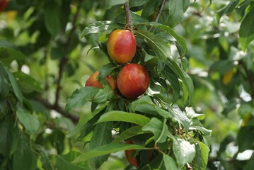 two red cherry plums on a tree branch with green leaves in a summer garden