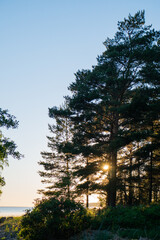 A beautiful view from the forest to the lake.