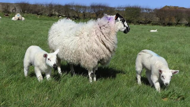 Sheep and lambs laying in the sun in a field in Ireland 