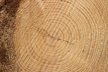 Naklejka premium Annual rings of sawn wood. Cross section of log. Natural background.