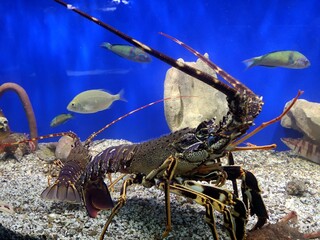 crab, ceayfish, lobster, animal, food, aquarium
