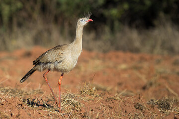 Red-legged Seriema at natural habitat
