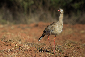 Red-legged Seriema at natural habitat