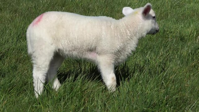 Sheep and lambs laying in the sun in a field in Ireland 