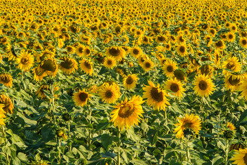 Sunflower field with South America day light