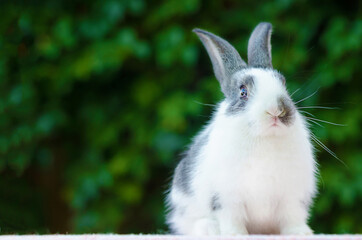 cute little fluffy rabbit on green natural background. grey and white color bunny. Easter symbol. domestic pet. space for text, copy space.