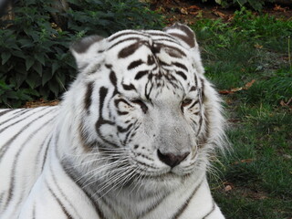 white Bengal tiger