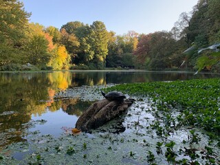 Botanical garden in the borough of Brooklyn, New York City. It was founded in 1910 and is located...