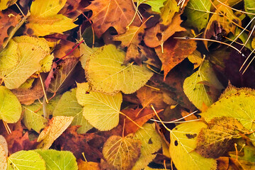 Autumn Mix of Leaves