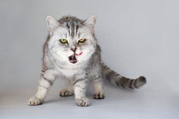 A Scottish cat with a lick of its tongue looks into a frame isolated on a white background