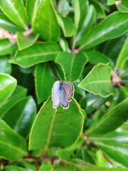 little blue butterfly rest on the green leaf  in the garden